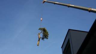 bomen rooien Vught door A van Spelde hoveniers